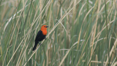 Amblyramphus holosericeus