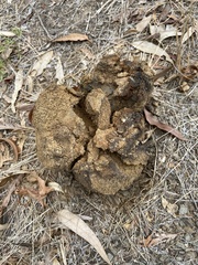Mycenastrum corium