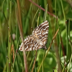 Chrysolarentia heliacaria