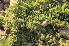 Calibrachoa parviflora