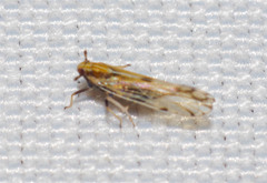 Peregrinus maidis