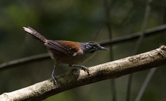 Pheugopedius genibarbis