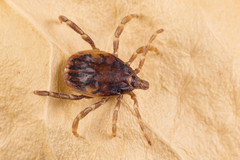 Hyalomma