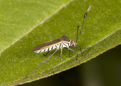 Plapigus circumcinctus