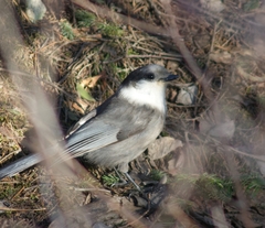 Perisoreus canadensis image