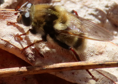 Criorhina verbosa