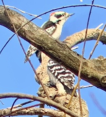 Dryobates pubescens