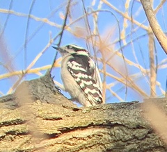 Dryobates pubescens