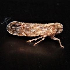 Nymphocixia caribbea