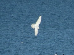 Larus glaucoides