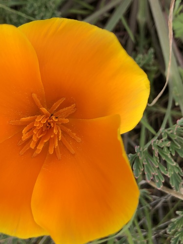 Eschscholzia californica