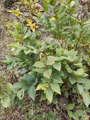 Symplocos paniculata