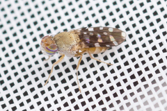 Actocetor indicus