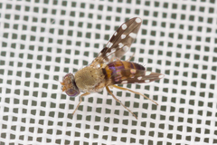 Actocetor indicus