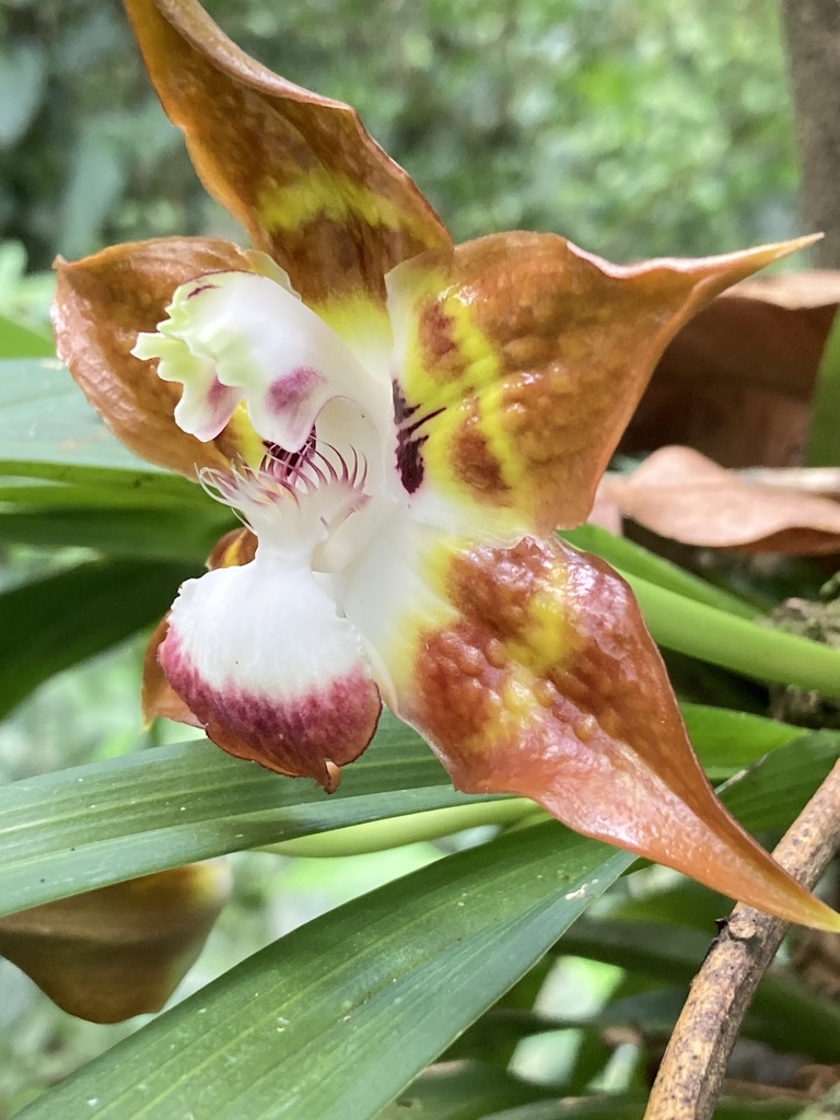 Huntleya burtii