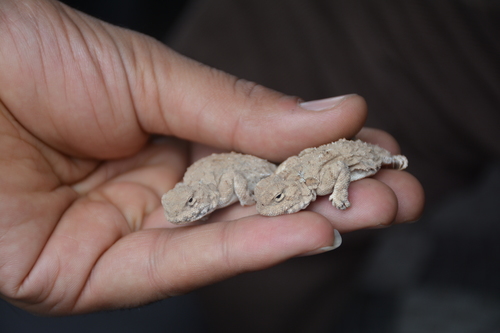 Persian Toad Agame