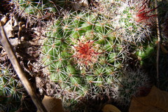 Mammillaria beneckei