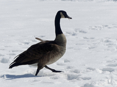 Branta canadensis
