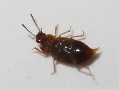 Anthobium unicolor
