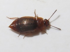 Anthobium unicolor