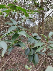 Ilex chinensis
