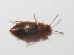 Anthobium unicolor