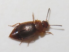 Anthobium unicolor