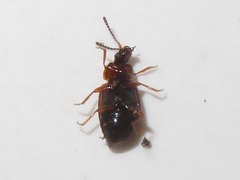 Anthobium atrocephalum