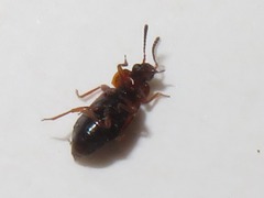 Anthobium atrocephalum