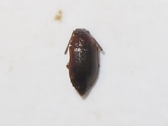 Anthobium atrocephalum