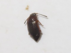 Anthobium atrocephalum