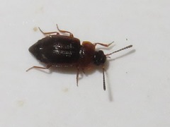 Anthobium atrocephalum