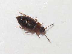 Anthobium atrocephalum