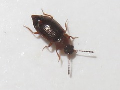 Anthobium atrocephalum