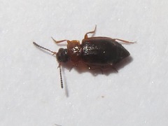 Anthobium atrocephalum