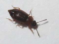 Anthobium atrocephalum