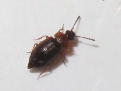 Anthobium atrocephalum
