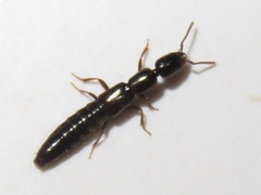 Xantholinus longiventris