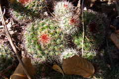 Mammillaria beneckei