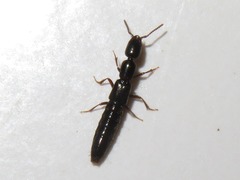Xantholinus longiventris