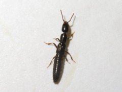 Xantholinus longiventris
