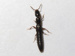 Xantholinus longiventris