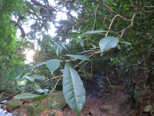 Algernonia