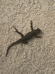 Sceloporus occidentalis