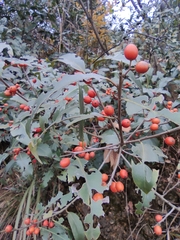 Ilex chinensis