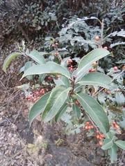 Ilex chinensis