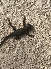Sceloporus occidentalis