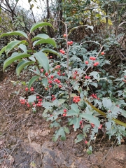 Ilex chinensis