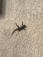 Sceloporus occidentalis
