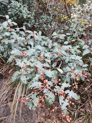 Ilex chinensis